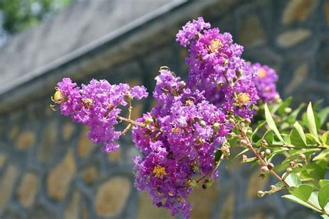 紫薇花種植方法